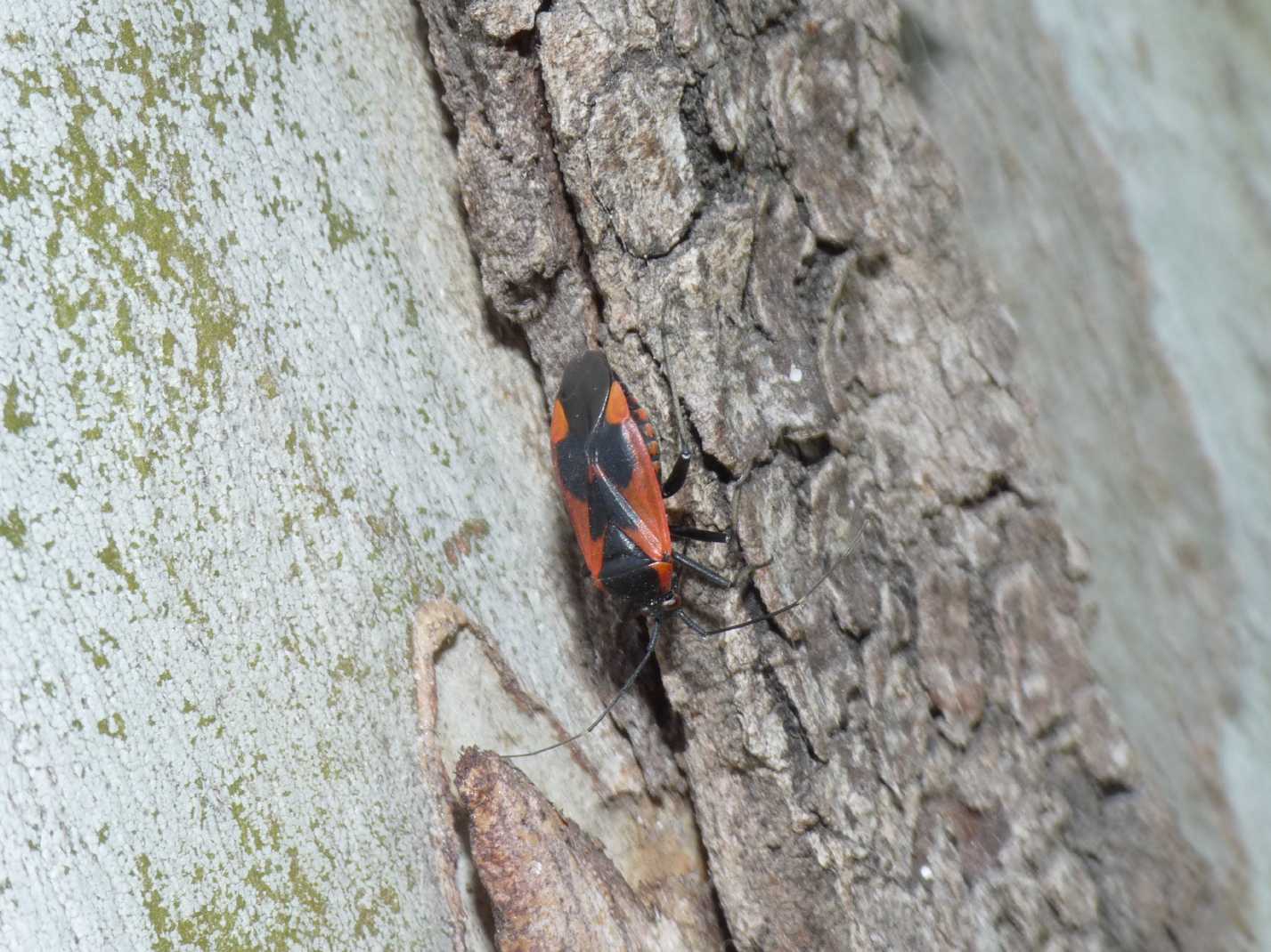 Miridae rosso e nero: Calocoris nemoralis f.confluens